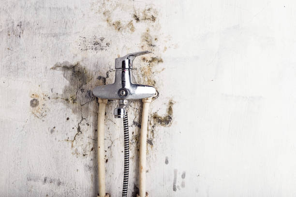 Best Black Mold Removal  in San Leandro, CA