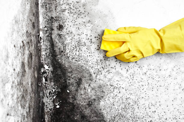 Best Mold Testing  in San Leandro, CA