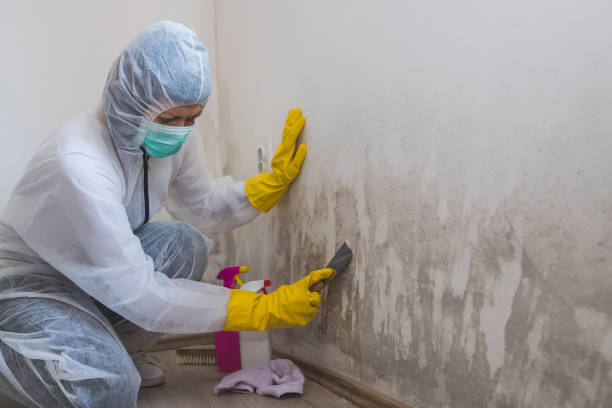Best Professional Mold Removal  in San Leandro, CA