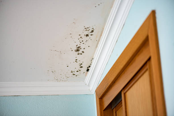 Best Crawl Space Mold Removal  in San Leandro, CA