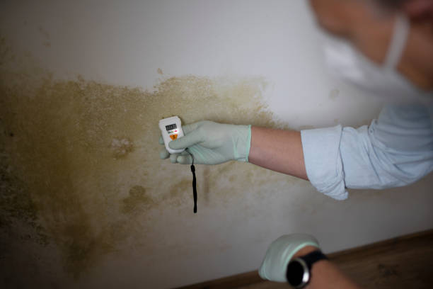 Best Same-Day Mold Removal  in San Leandro, CA