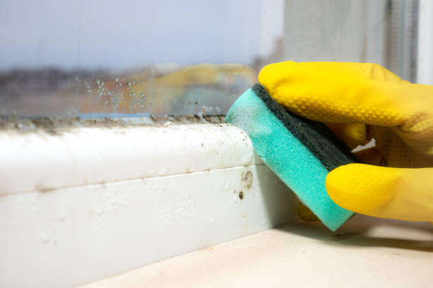 Best Affordable Mold Removal  in San Leandro, CA