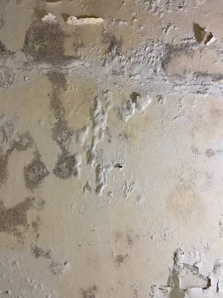 Crawl Space Mold Removal in San Leandro, CA