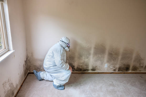 Mold Removal Process in San Leandro, CA